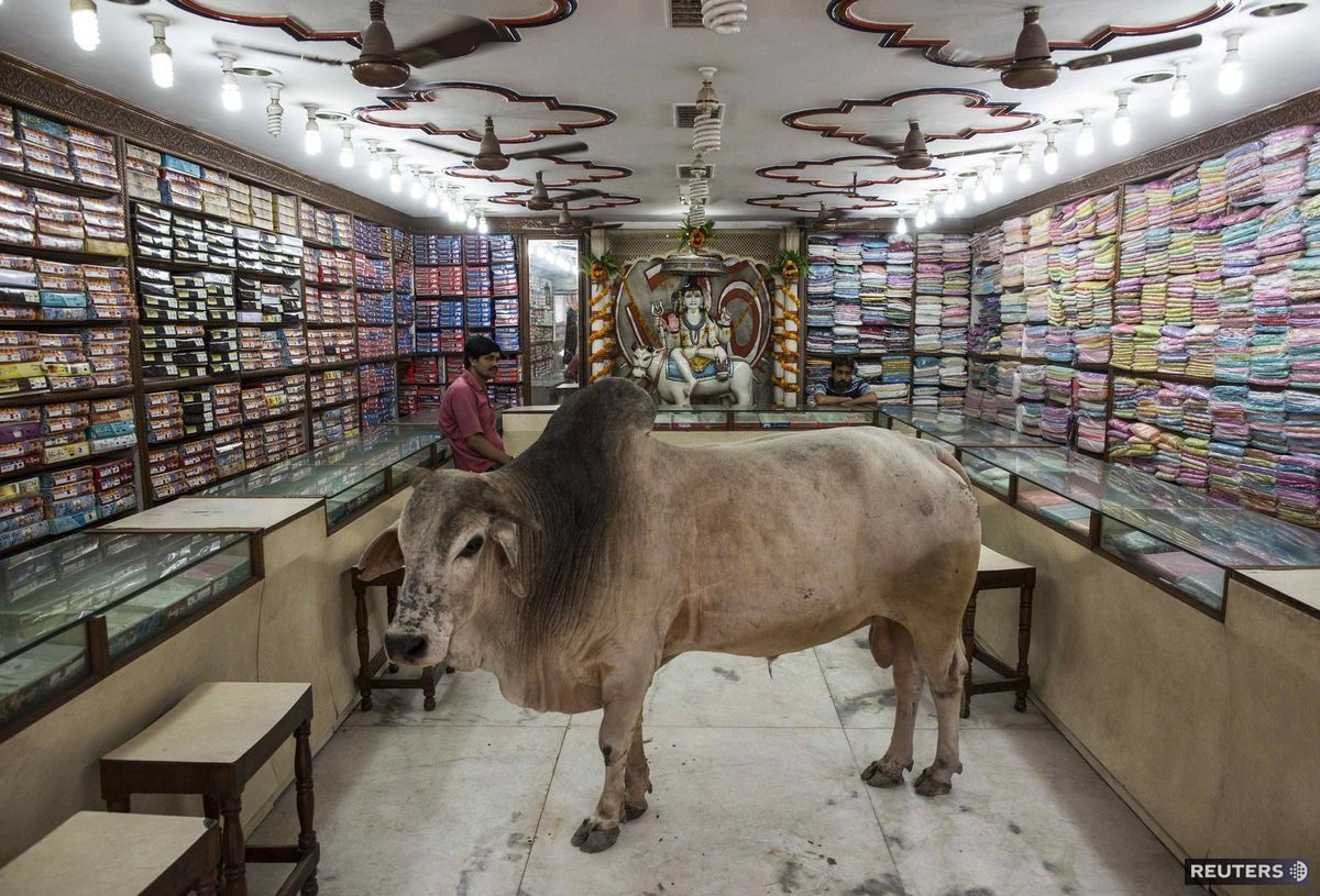 Býk sa zatúlal do obchodu s oblečením v indickom Varanasí.