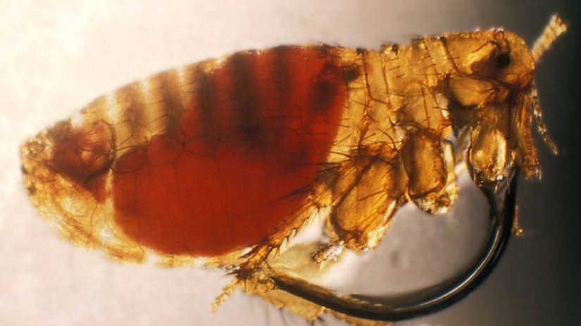 Blcha s baktériou Yersinia pestis, ktorá...