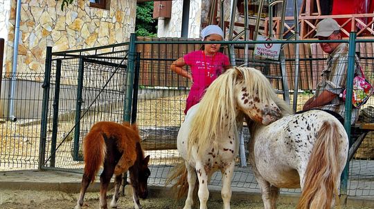 2. Bojnická zoo je najstaršia na Slovensku,...