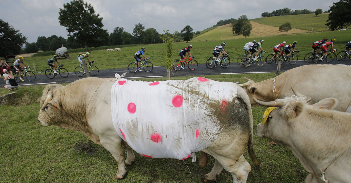 Býk v bodkovanom "drese" pre...