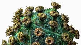 Dieťa nakazené vírusom HIV žije takmer celý život bez liekov aj aktívneho vírusu