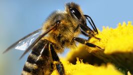 Žihadlo môže byť nebezpečné