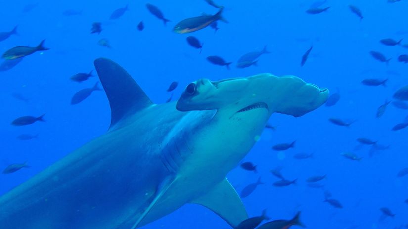 žralok kladivohlavý