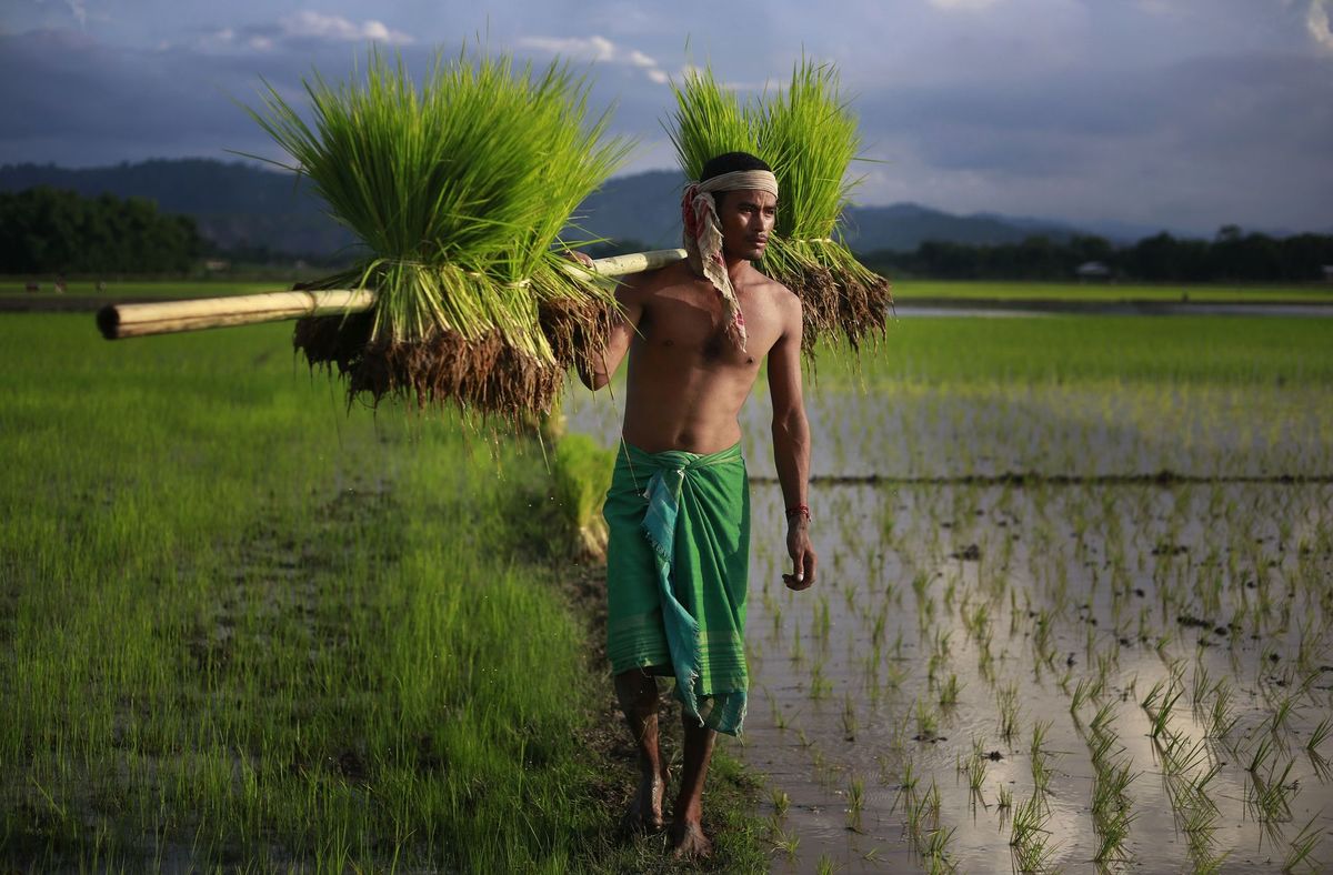 India, ryža