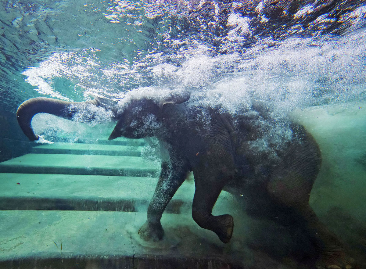zoo, slon, bazén
