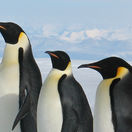 tučniaky, tučniak, tučniak cisársky, antarktída
