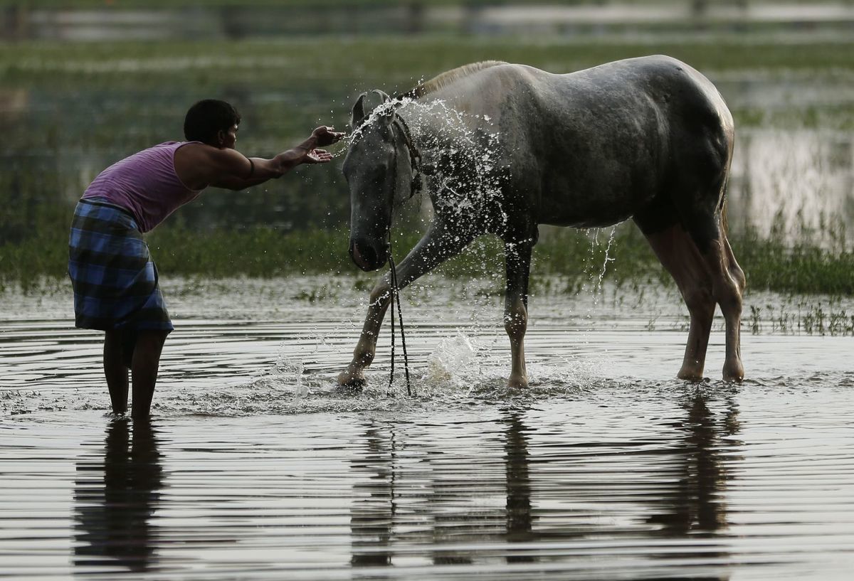 India, kôň, rieka, kúpanie