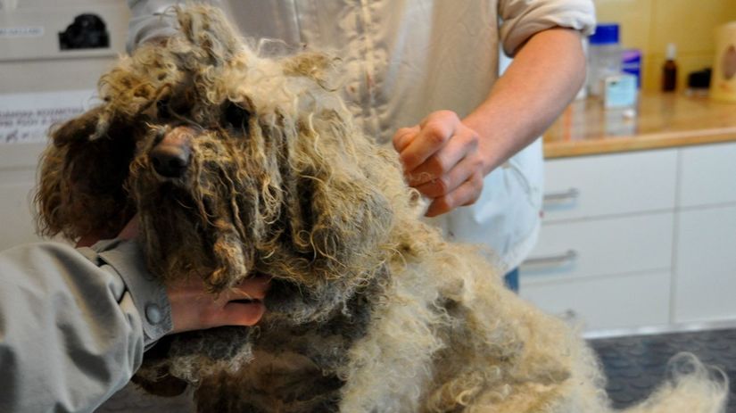Pracovníci Štátnej veterinárnej a potravinovej...