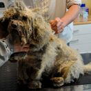 pes, šteňa, zanedbaný, OZ Pes v núdzi