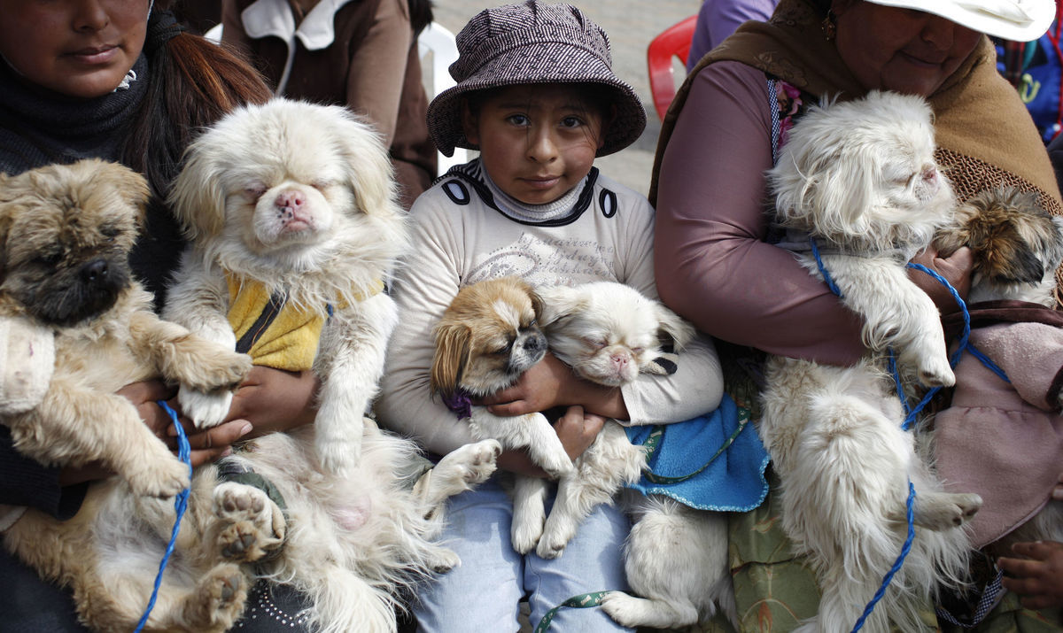 pes, Bolívia, deň psov