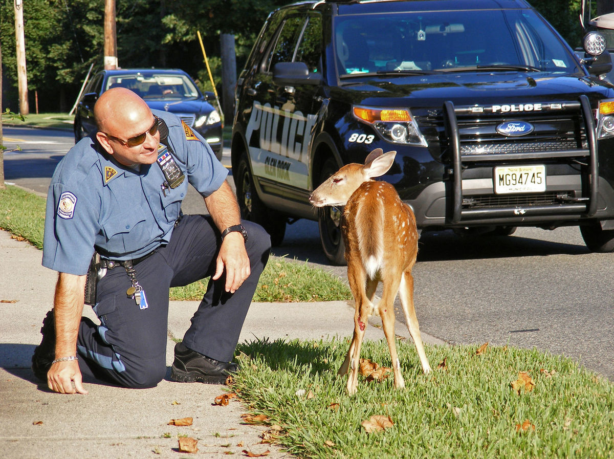 New Jersey, jeleň, policajt