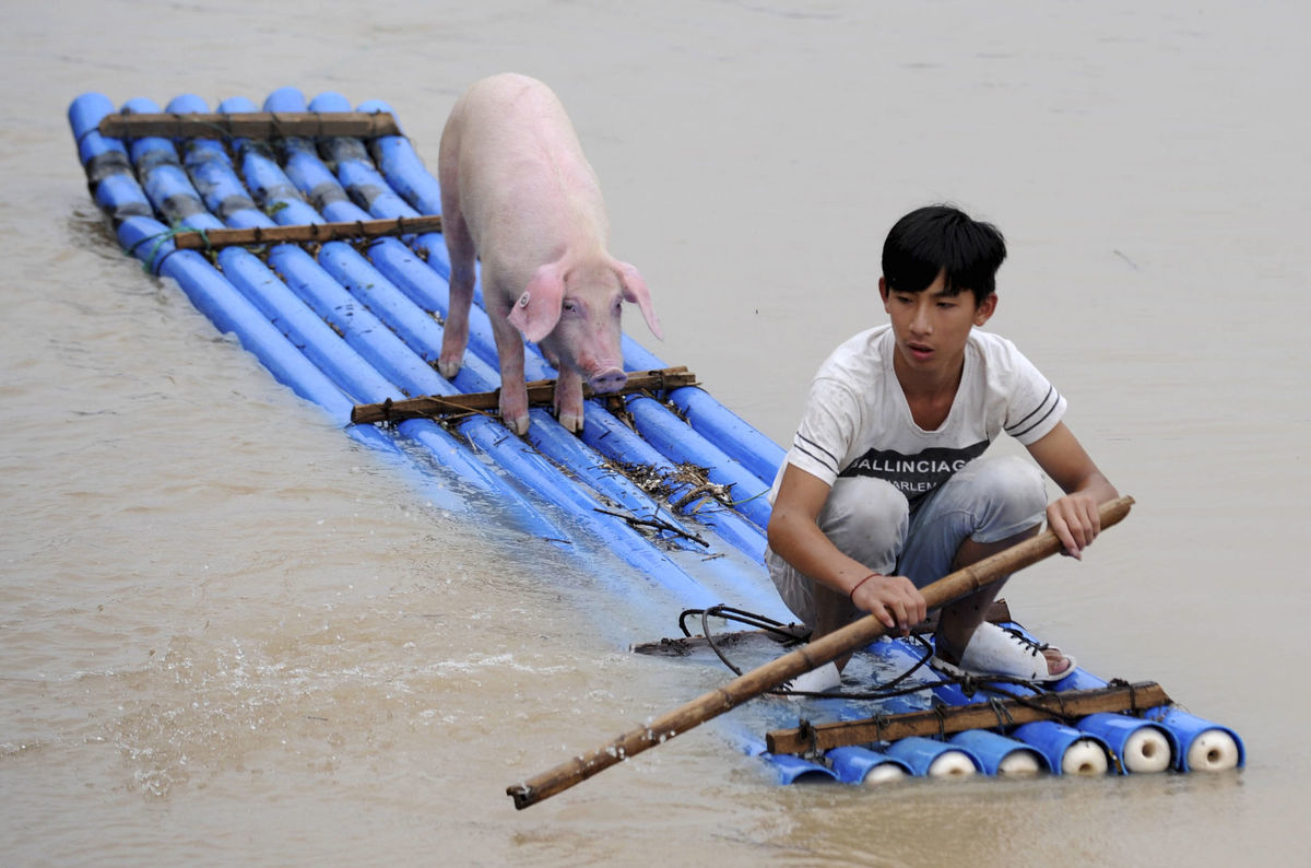 Čína, záplavy, čln, prasa