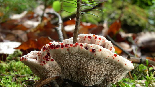 Jelenkovka pálčivá patrí k najkrajším ozdobám...