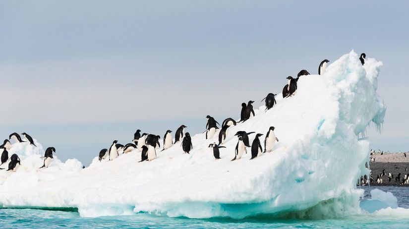 antarktída, tučniaky, ľadovec, sneh, ľad