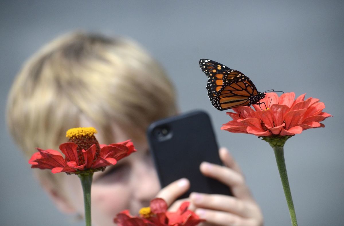 smartfón, motýľ