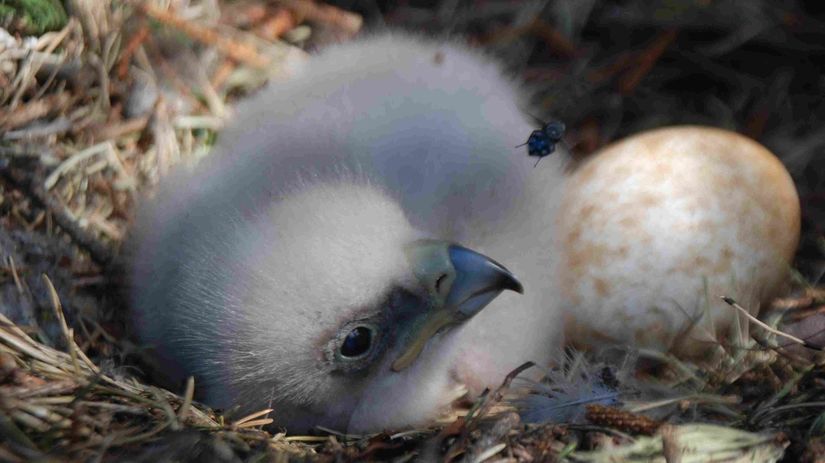 Prvý veľký úspech projektu - Cecilkine mláďa v...
