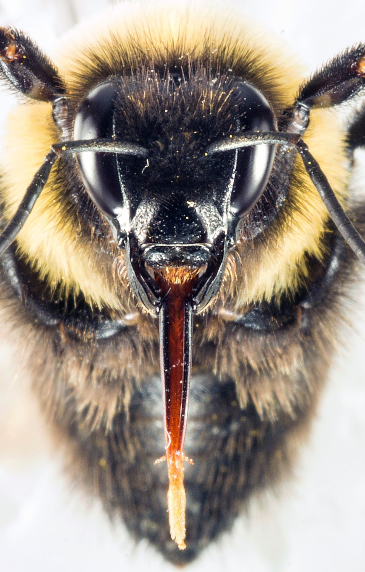 včela, portrét