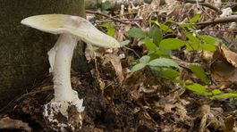 V Banskej Bystrici zomrela žena, ktorá sa otrávila muchotrávkou zelenou