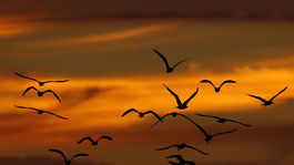 Zatkli turistu, ktorý chcel v batožine prepašovať 20 vtákov. Hrozí mu 5 rokov väzenia