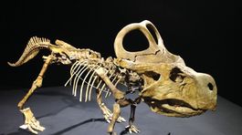 Mongolsko chce získať späť ukradnuté dinosaury