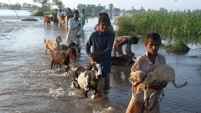 obete povodní nesú svoje zvieratá, India, Pakistan