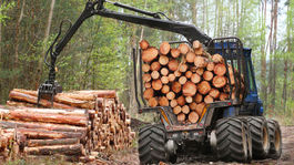 Na Zobore rúbu v chránenej oblasti stromy, ťažba dreva je podľa biskupstva legálna