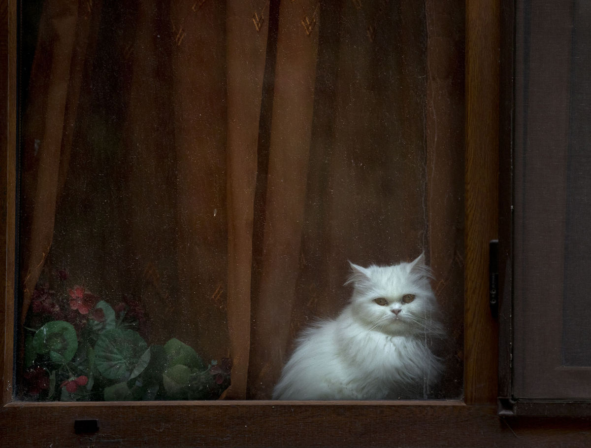 Bukurešť, okno, mačka