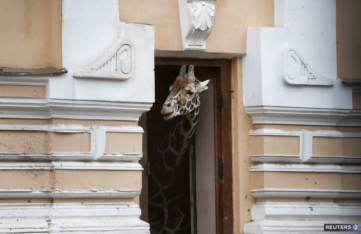 žirafa, ZOO Moskva