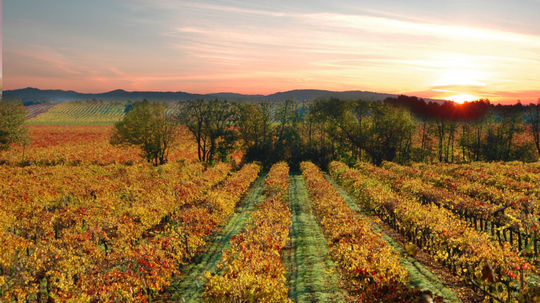 V Sonome v Kalifornii na jeseň hýria farbami...
