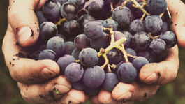 Pomerne kalorické, ale zdravé. Hrozno plné vitamínov! 