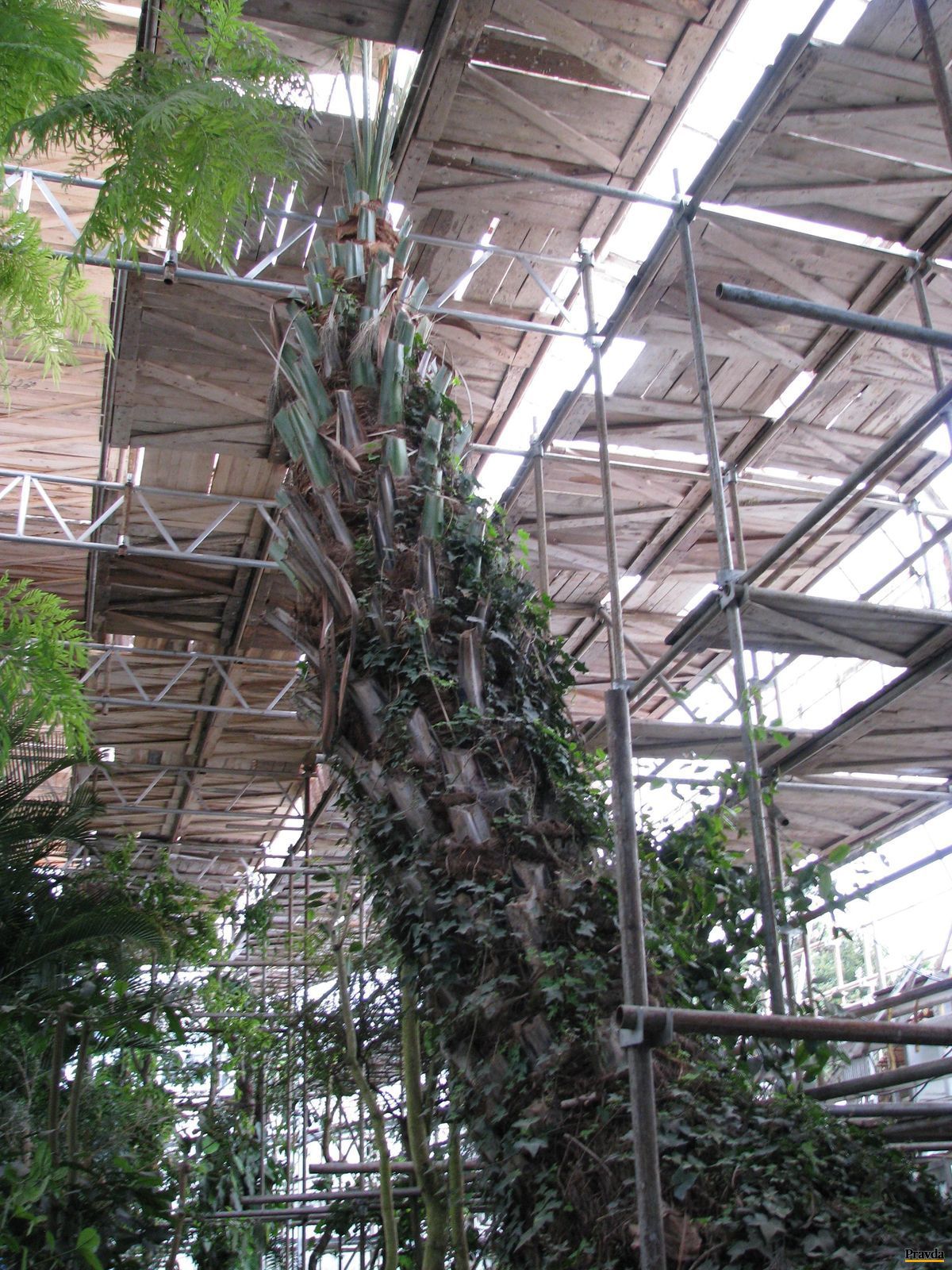 Niektoré rastliny museli ostať medzi lešeniami.