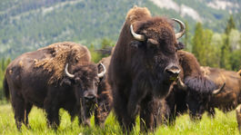 Rodičia ušli pred útočiacim bizónom, nechali mu napospas dcéru