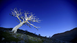 Nezničiteľné stromy: Prežili atómový výbuch, pád lietadla aj cunami