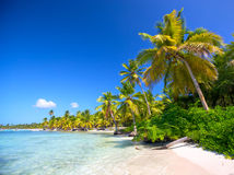 Karibik, Dominikánska republika, more, palmy, pláž