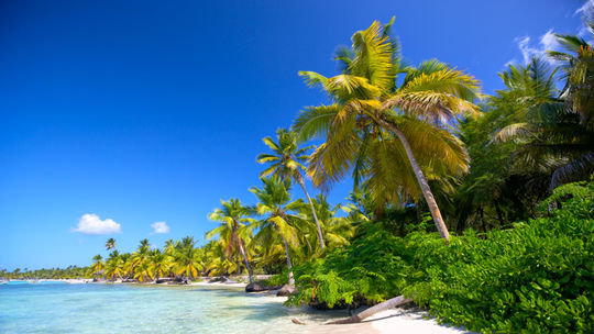 Pláže s bielym pieskom pod palmami v...