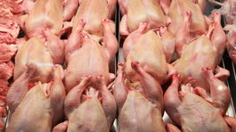 Hydinárov tlačia reťazce do nízkych cien, hovoria o katastrofe