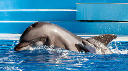 Palestínsky Hamas vraj zadržal izraelského špionážneho delfína