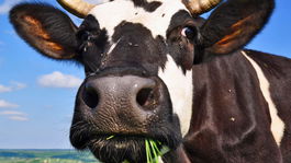 Rakúsko varuje pred bozkávaním kráv na pasienkoch: Ide o život!