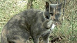 Zdivené mačky ohrozujú austrálsku prírodu