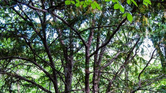 Finalista 12. ročníka ankety Strom roka 2014 -...