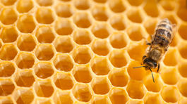 Tomáš Blaškovič, med, včela, včely