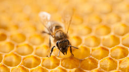 Tomáš Blaškovič, med, včela, včely