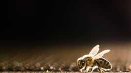 Tomáš Blaškovič, včely, včela, med