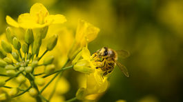 Tomáš Blaškovič, včely, včela, repka olejka