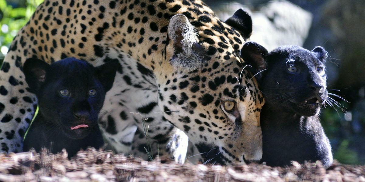 jaguár, mláďatá