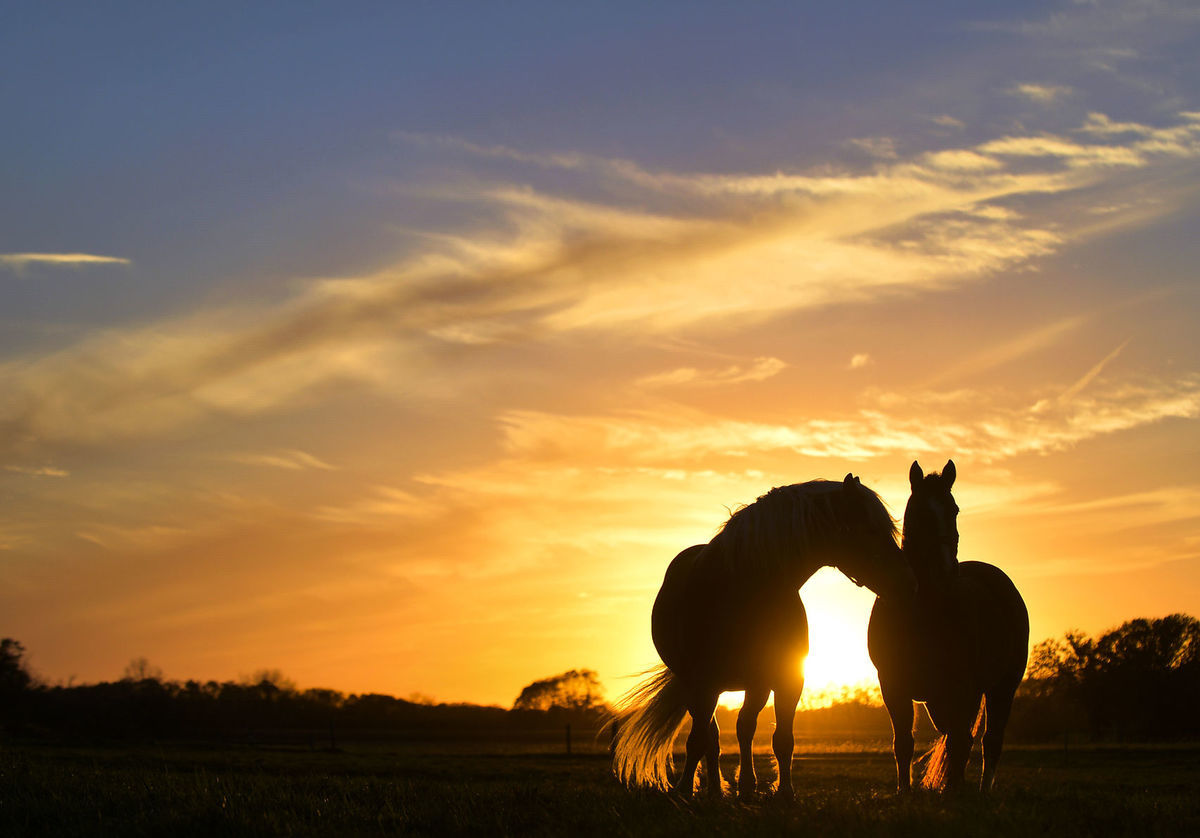 kôň, západ slnka