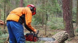 Lesy SR mali vlani hrubý zisk 10 miliónov