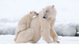 Dedinka na Aljaške zažíva turistický boom. Ľudí lákajú ľadové medvede