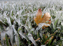 javorový list, tráva, mráz, ľad