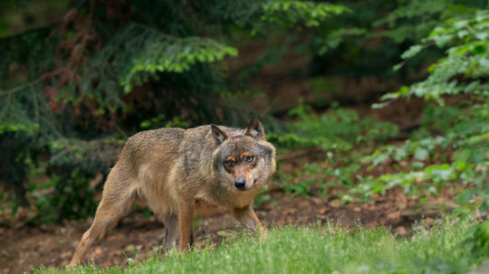 Holandsko varuje pred výskytom vlkov v lesoch pri Utrechte, šelma pohrýzla dieťa